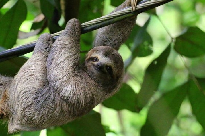  Sloth Farm Watching Tour & Amazimg Waterfall - Photo 1 of 10